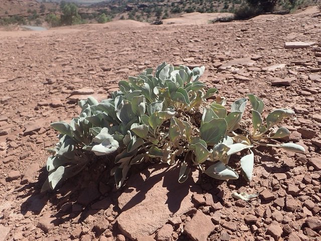 Ruth’s Milkweed (Asclepias ruthiae). Asclepias uncialis subsp. ruthiae kz02