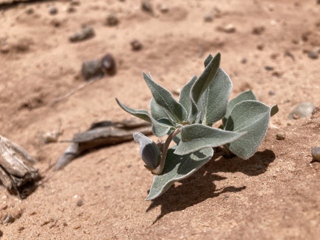 Ruth’s Milkweed (Asclepias ruthiae). Ruth’s Milkweed photographed in Wayne County, US-UT, US