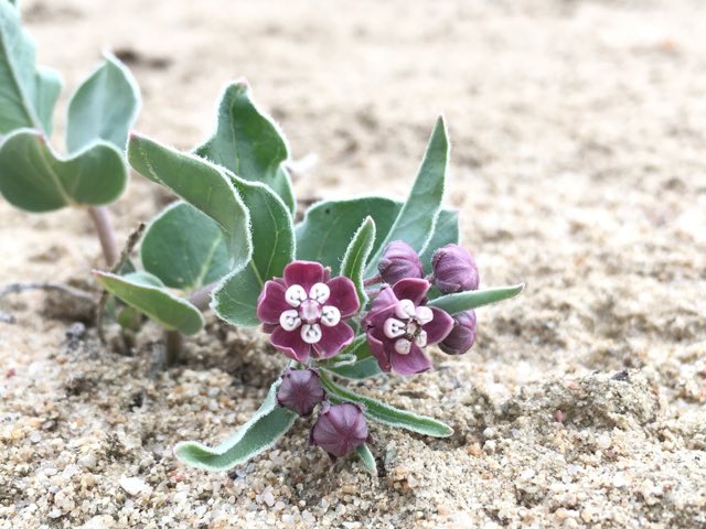 San Juan Milkweed (Asclepias sanjuanensis). San Juan Milkweed photographed in San Juan County, NM, USA