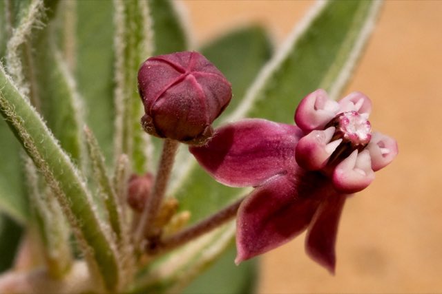 San Juan Milkweed (Asclepias sanjuanensis). San Juan Milkweed photographed in 36.440 -108.305