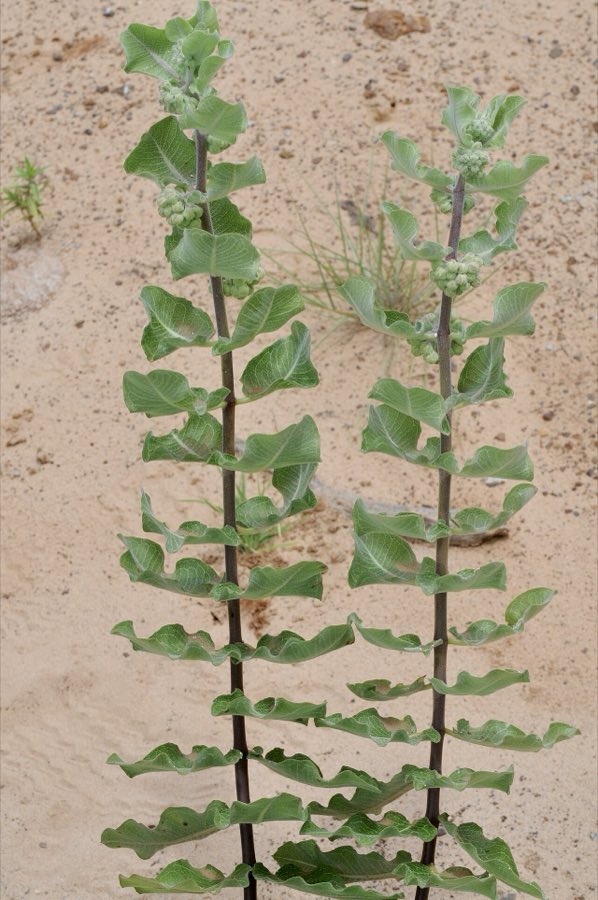 Sand Milkweed (Asclepias arenaria). Asclepias arenaria - 51295254293