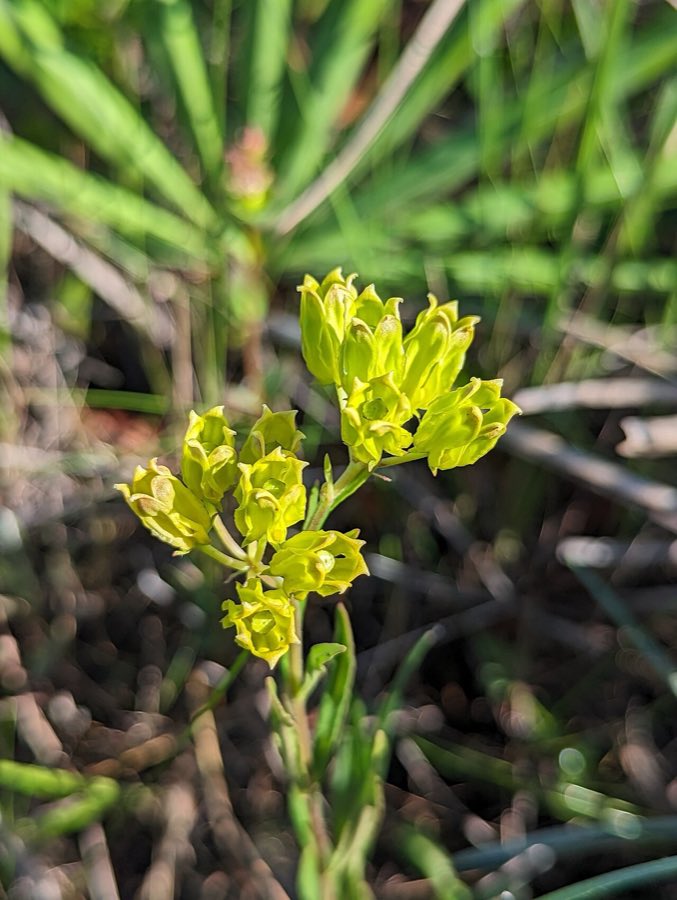 Savannah Milkweed (Asclepias pedicellata). Asclepias pedicellata 309963918