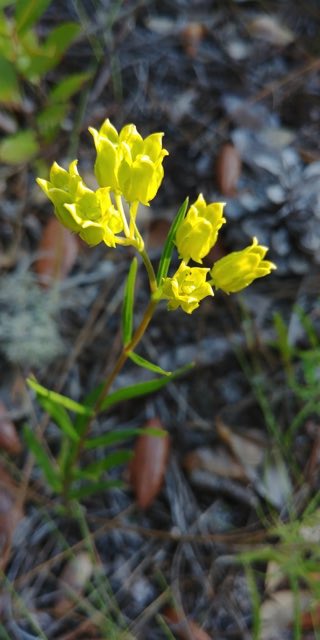 Savannah Milkweed (Asclepias pedicellata). Savannah Milkweed photographed in Ochlockonee Bay, FL 32346, USA