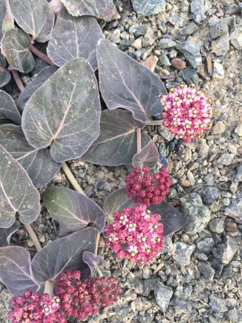 Serpentine Milkweed (Asclepias solanoana). Serpentine Milkweed photographed in Mendocino National Forest, US-CA, US