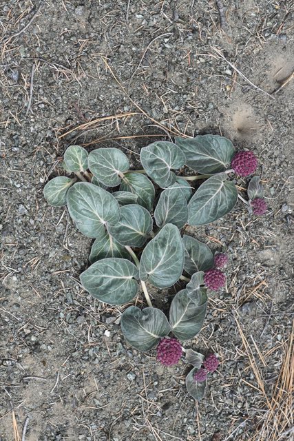 Serpentine Milkweed (Asclepias solanoana). Serpentine Milkweed photographed in California, US