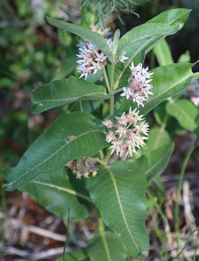 Showy Milkweed (Asclepias speciosa). Asclepias speciosa showy milkweed plant