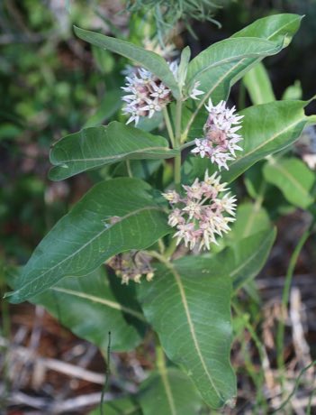 Showy Milkweed (Asclepias speciosa) in flower