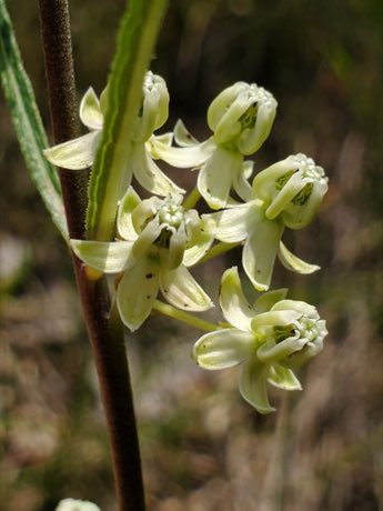 Slimleaf Milkweed (Asclepias stenophylla) in flower