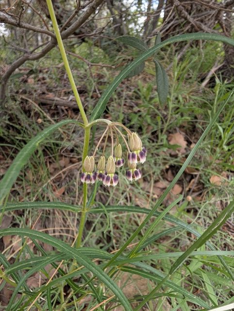 Slimpod Milkweed (Asclepias quinquedentata). Slimpod Milkweed photographed in San Simon, AZ 85632, USA