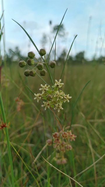 Southern Milkweed (Asclepias viridula). Southern Milkweed photographed in Bristol, FL 32321, USA