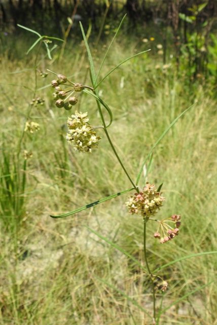 Southern Milkweed (Asclepias viridula). Southern Milkweed photographed in Franklin County, FL, USA