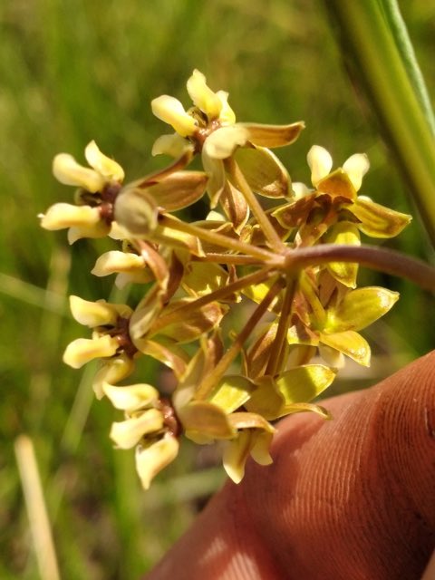 Southern Milkweed (Asclepias viridula). Southern Milkweed photographed in Florida, US