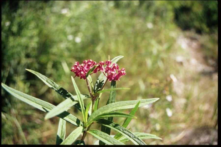 Swamp Milkweed (Asclepias incarnata). Asclepias incarnata 5-eheep (5097206759)