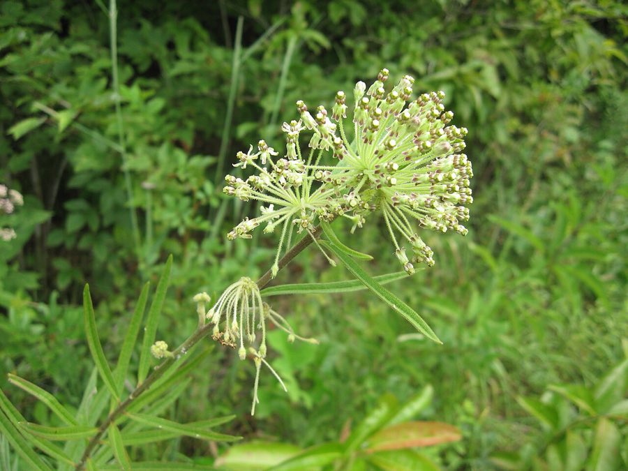 Tall Green Milkweed (Asclepias hirtella). Asclepias hirtella
