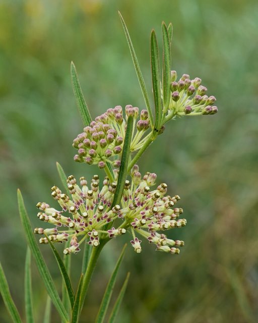 Tall Green Milkweed (Asclepias hirtella). Asclepias hirtella arkansas