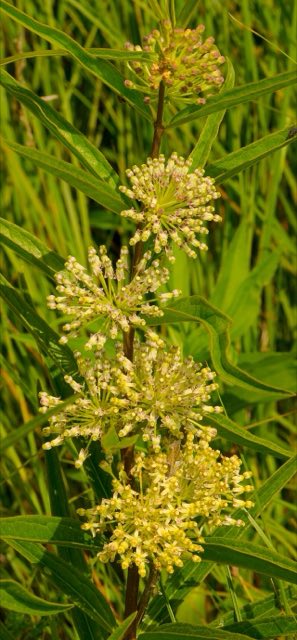 Tall Green Milkweed (Asclepias hirtella). Tall Green Milkweed (Asclepias hirtella) - Flickr - wackybadger