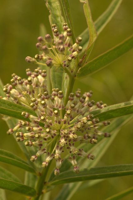 Tall Green Milkweed (Asclepias hirtella). Tall Green Milkweed (Asclepias hirtella) - 14808925473