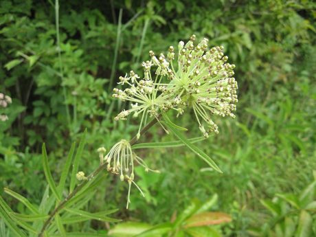 Tall Green Milkweed (Asclepias hirtella) in flower