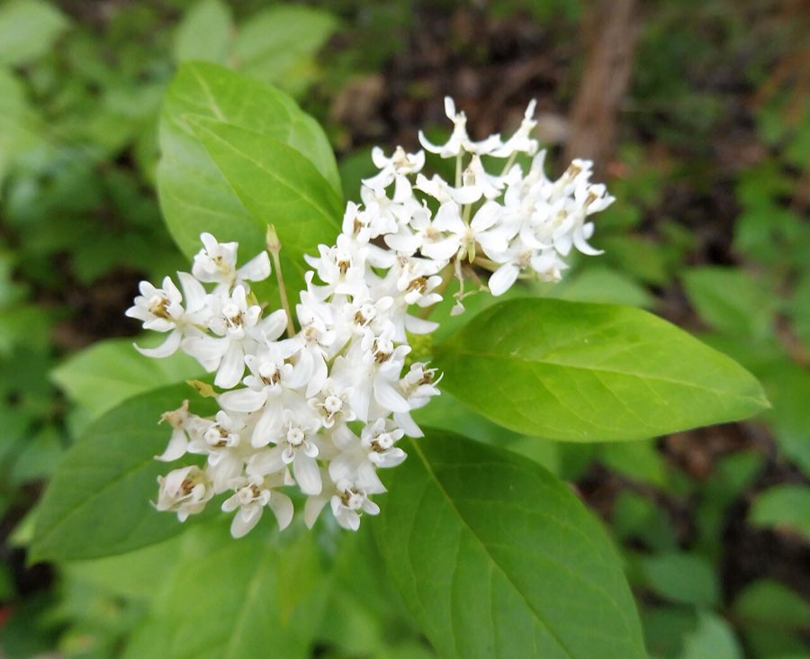 Texas Milkweed (Asclepias texana). Asclepias texana