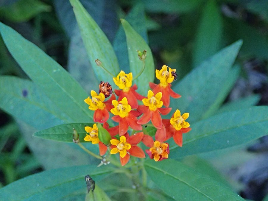 Tropical Milkweed (Asclepias curassavica). Asclepias curassavica (bloodflower) 1 (26056089288)