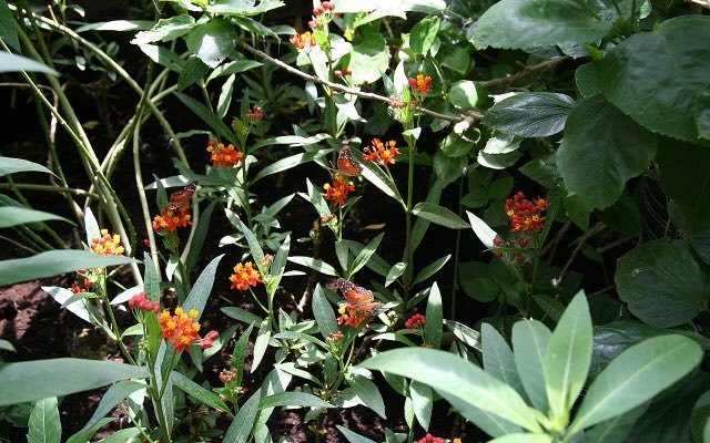 Tropical Milkweed (Asclepias curassavica). Anartia amathea - Asclepias curassavica - Schmetterlinghaus Burggarten Wien 01