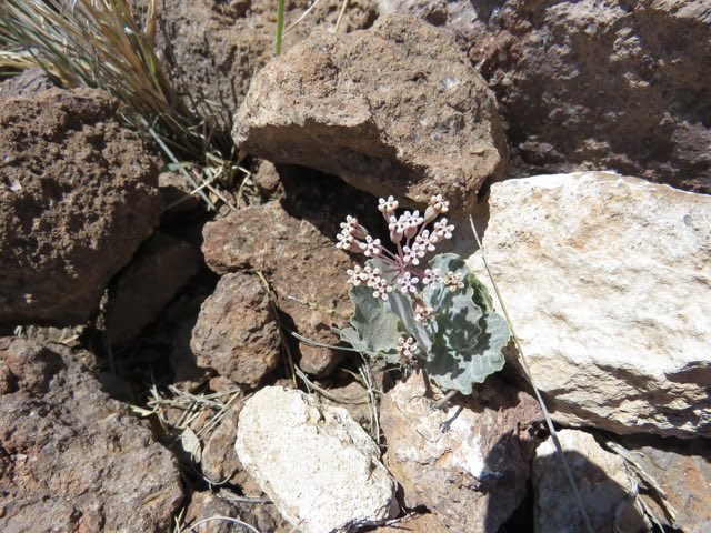 Tufted Milkweed (Asclepias nummularia). Tufted Milkweed photographed in Brewster County, TX, USA