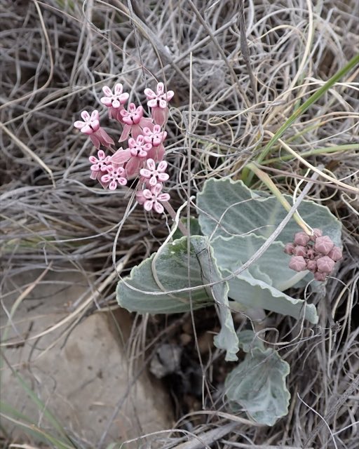 Tufted Milkweed (Asclepias nummularia). Tufted Milkweed photographed in Cochise County, AZ, USA