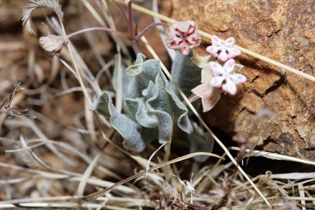 Tufted Milkweed (Asclepias nummularia). Tufted Milkweed photographed in Zacatecas, Mexico