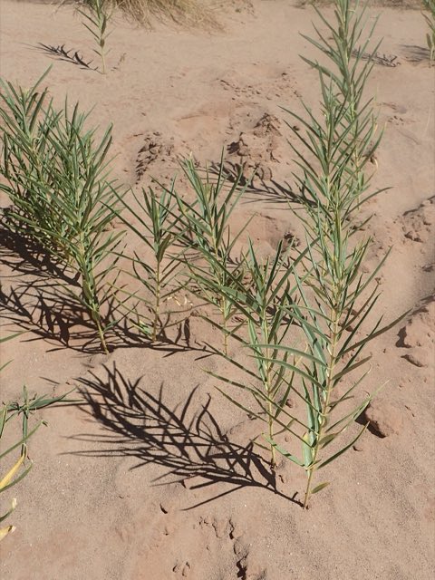 Utah Milkweed (Asclepias labriformis). Asclepias labriformis kz01