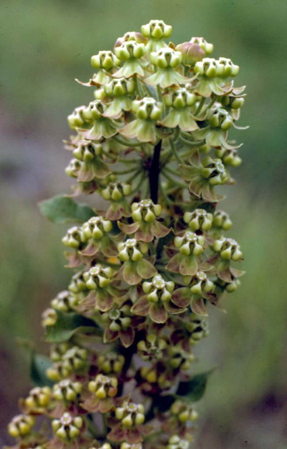Velvetleaf Milkweed (Asclepias tomentosa). Asclepias tomentosa