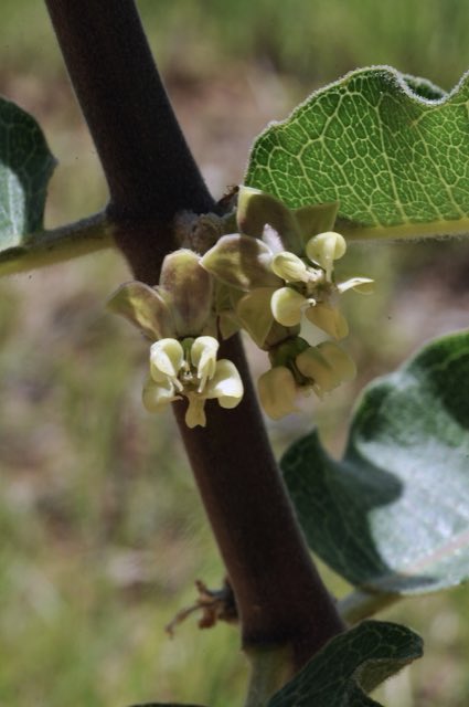 Velvetleaf Milkweed (Asclepias tomentosa). Asclepias tomentosa - 51299352068