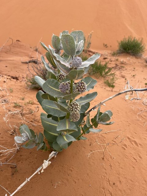 Welsh’s Milkweed (Asclepias welshii). Welsh’s Milkweed photographed in Coral Pink Sand Dunes State Park, Kanab, UT, US