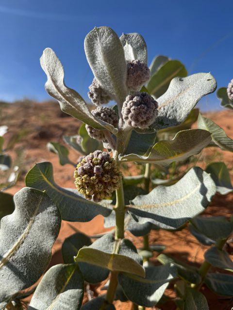 Welsh’s Milkweed (Asclepias welshii). Welsh’s Milkweed photographed in Coral Pink Sand Dunes Rd, Kanab, UT, US