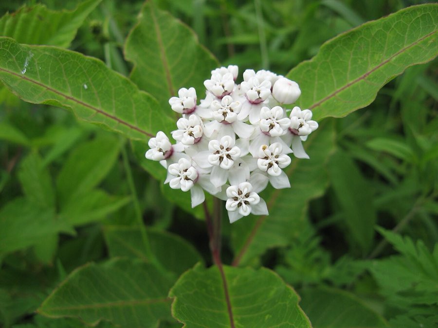 White Milkweed (Asclepias variegata). Asclepias variegata