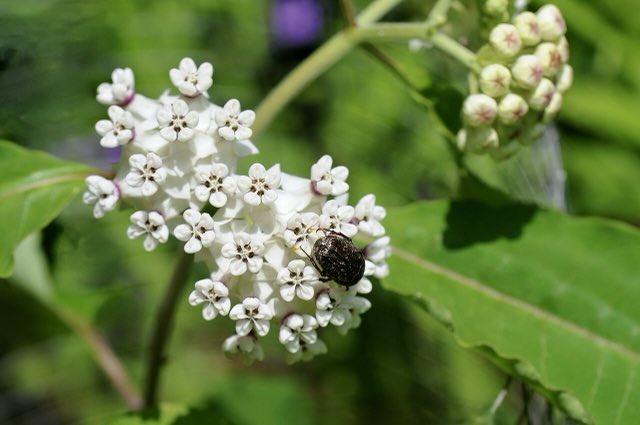 White Milkweed (Asclepias variegata). Asclepias variegata - 52074145290