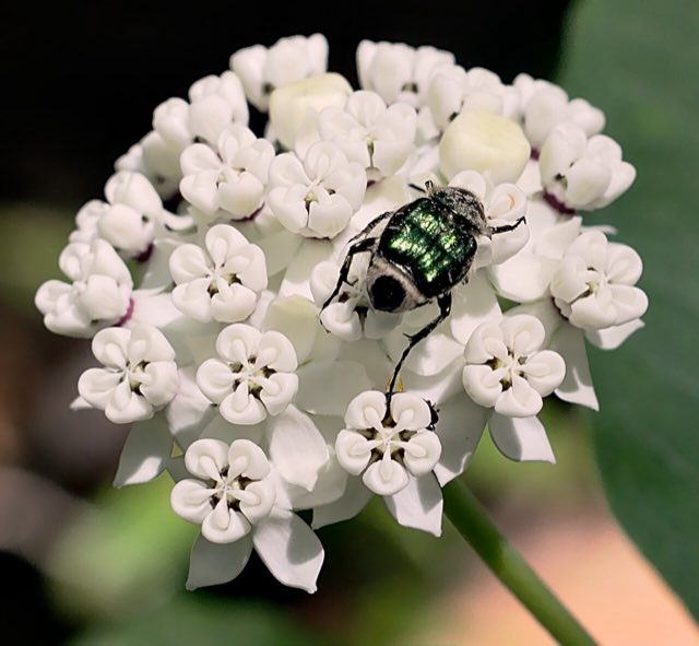 White Milkweed (Asclepias variegata). Scarab beetle on Redring Milkweed