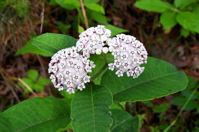 White Milkweed (Asclepias variegata). Milkweed Atlanta State Park Texas 2023