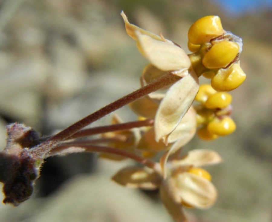 Whitestem Milkweed (Asclepias albicans). Asclepias-albicans