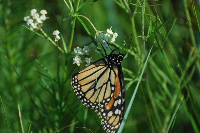 Whorled Milkweed (Asclepias verticillata). Monarch (Danaus plexippus) on Whorled Milkweed (Asclepias verticillata) - 6182061536