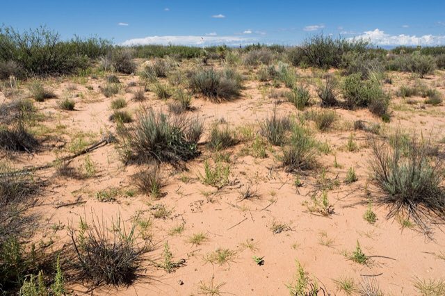 Woolly Milkweed (Asclepias lanuginosa). Lordsburg Mesa - Flickr - aspidoscelis (94)
