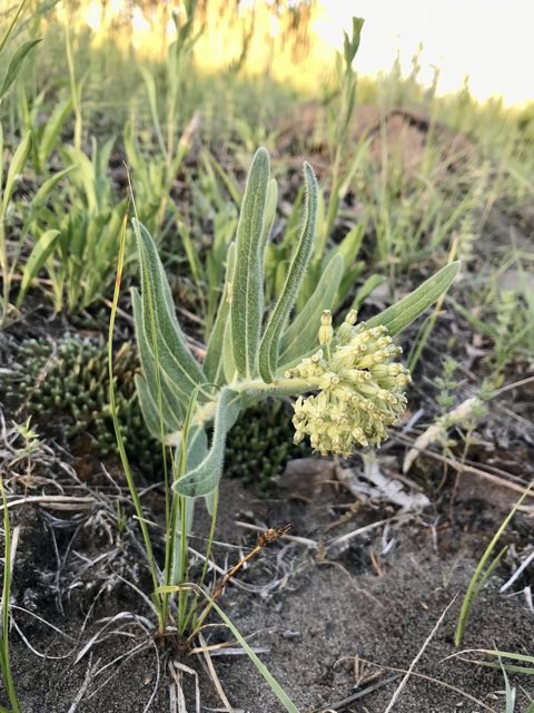 Woolly Milkweed (Asclepias lanuginosa). Woolly Milkweed photographed in Fertile, MN, US