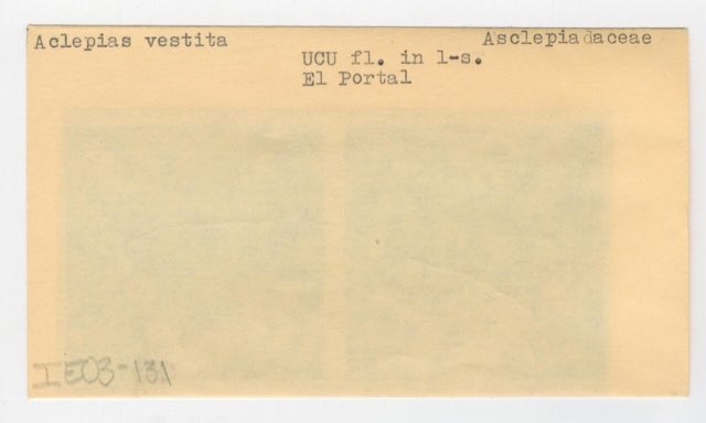 Woolly Milkweed (Asclepias vestita). (Asclepias vestita in California, envelope IE03-131) - DPLA - 2f9e7b02bb8344f7df91d05efb8cdaa1