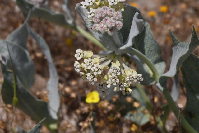 Woolly Milkweed (Asclepias vestita). Woolly Milkweed photographed in San Luis Obispo County, CA, USA