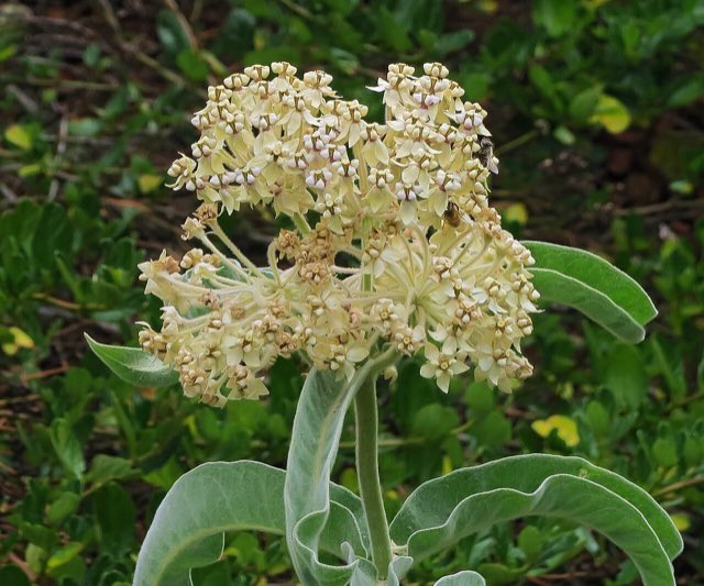 Woollypod Milkweed (Asclepias eriocarpa). J20160707-0135—Asclepias eriocarpa-w Apis mellifera—RPBG (27695833984)
