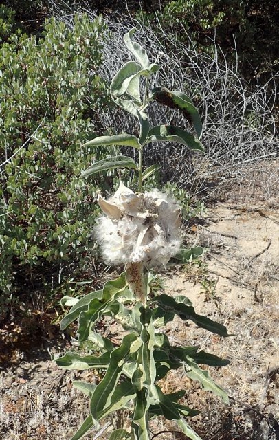 Woollypod Milkweed (Asclepias eriocarpa). Asclepias eriocarpa kz01