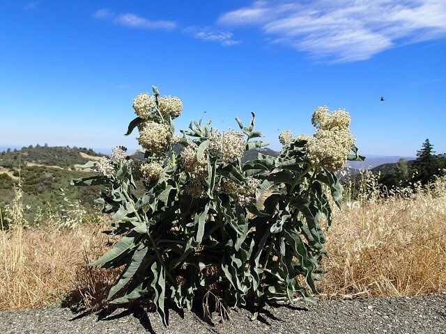 Woollypod Milkweed (Asclepias eriocarpa). Woollypod milkweed plant (15813704011)