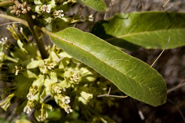 Zizotes Milkweed (Asclepias oenotheroides). Asclepias oenotheroides - Flickr - aspidoscelis (1)