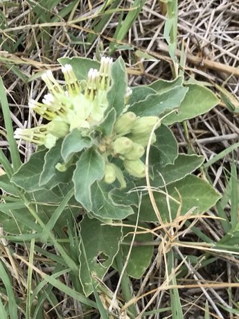 Zizotes Milkweed (Asclepias oenotheroides) in flower