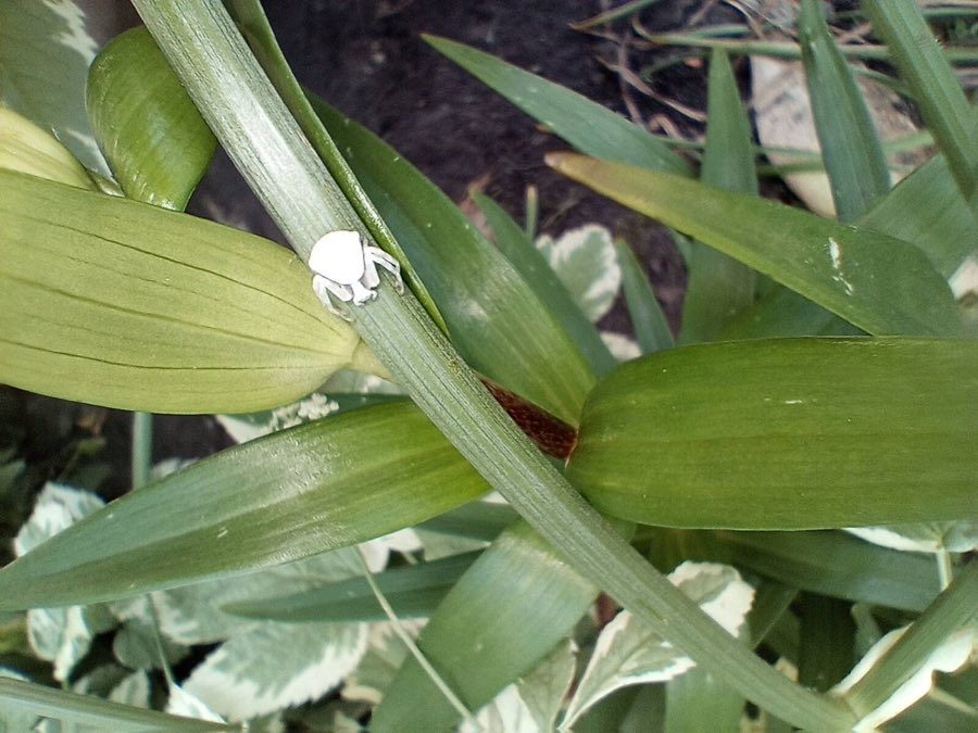 A white crab spider waiting in a flower head, one of the ambush predators that hunt milkweed visitors