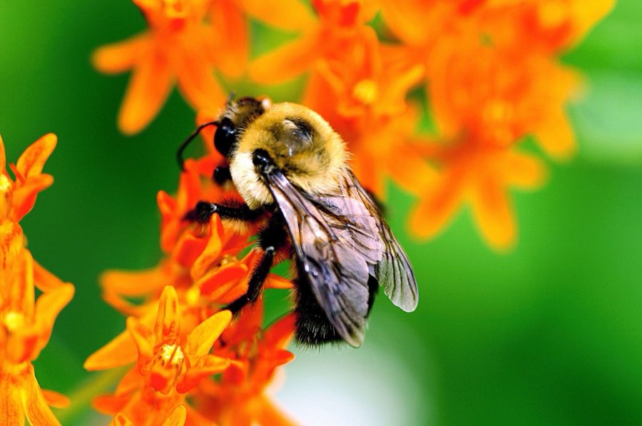 A bumblebee working across a rounded umbel of milkweed flowers